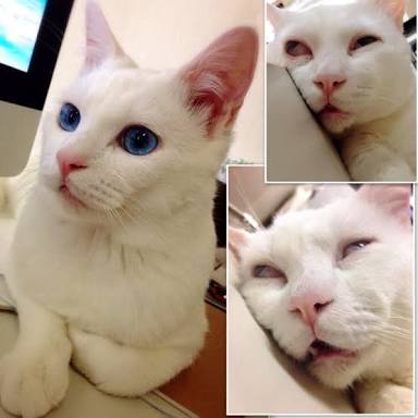 情けない顔の画像を貼るトピ