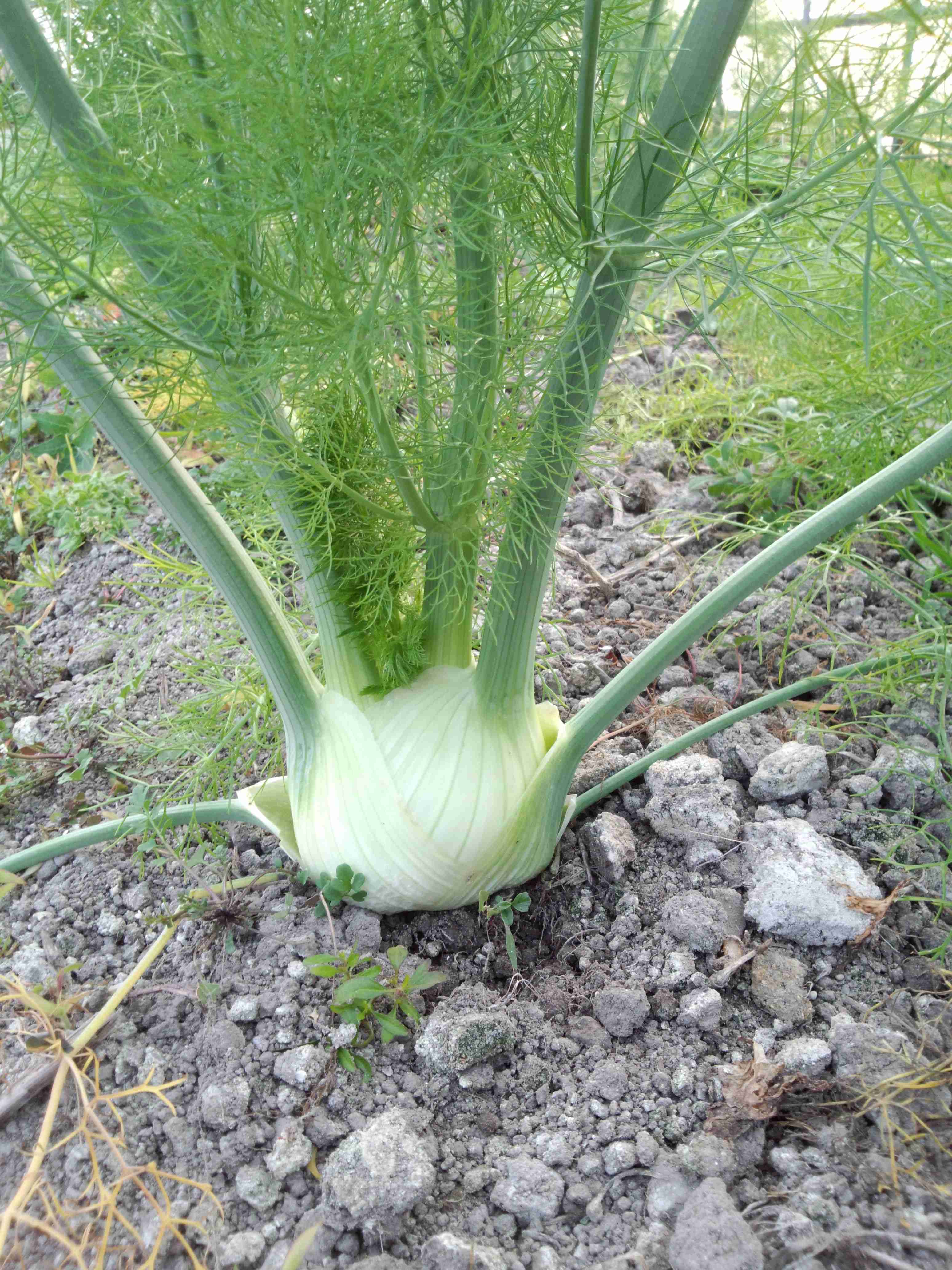 嫌いな野菜ナンバーワンを決めよう