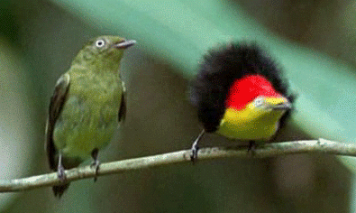 鳥の写真が集まるトピ