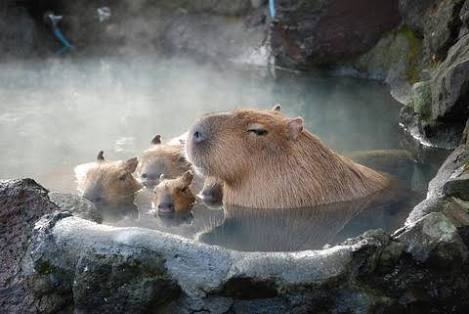 動物の癒し系画像トピ