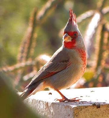 鳥の写真が集まるトピ