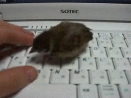 鳥の写真が集まるトピ