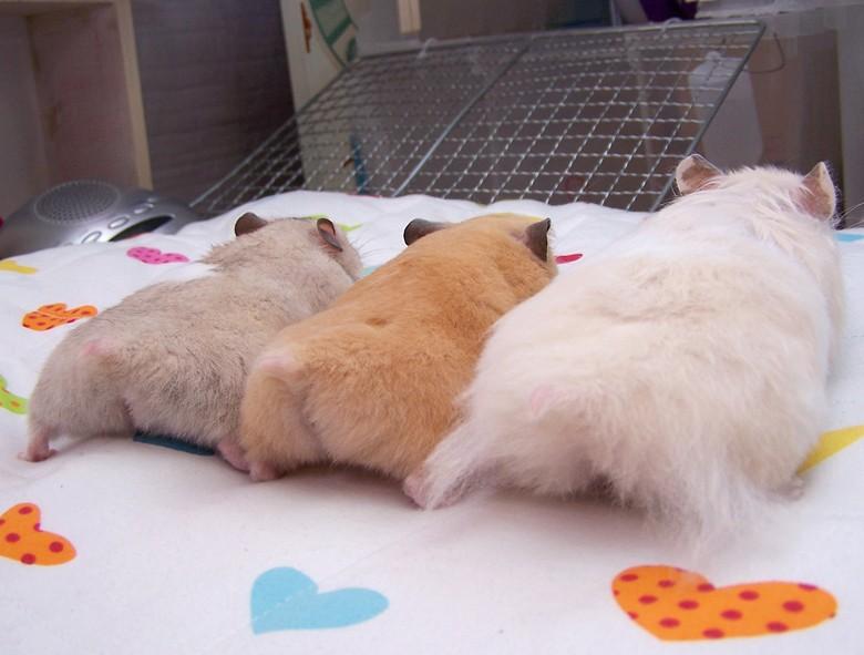 ハムケツ好きな人！