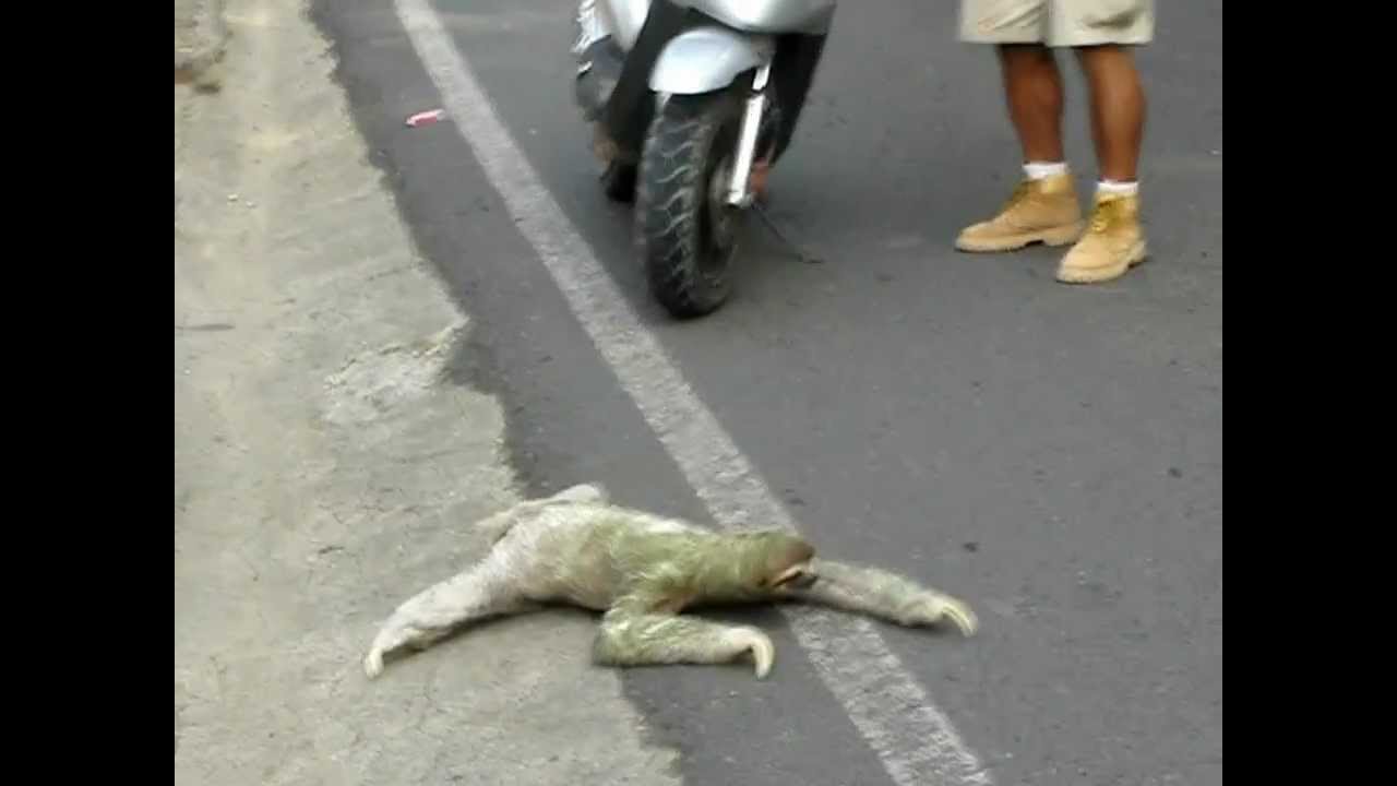 Three-toed sloth crossing the road in Costa Rica - YouTube
