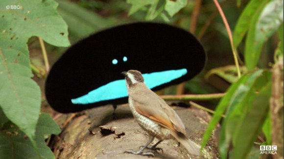鳥の写真が集まるトピ