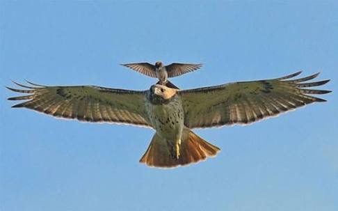 鳥の写真が集まるトピ