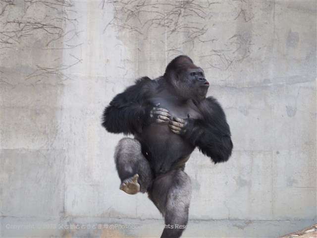 画像の動物になったつもりで何か言ってみるトピ