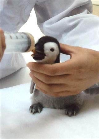 鳥の写真が集まるトピ