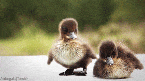 鳥の写真が集まるトピ