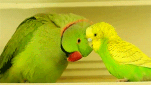 鳥の写真が集まるトピ