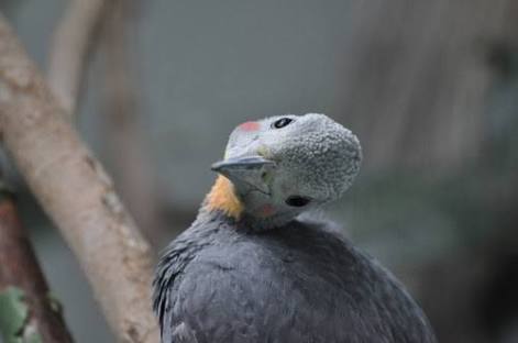 鳥の写真が集まるトピ