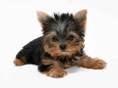 「人気犬種ランキング」 トイ・プードルが7連覇