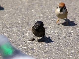鳥の写真が集まるトピ
