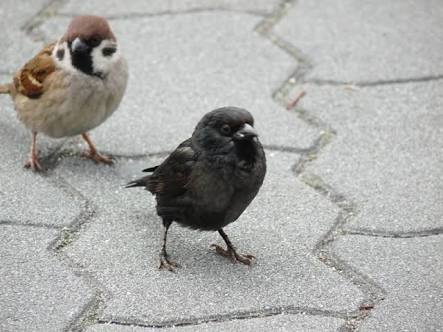 鳥の写真が集まるトピ