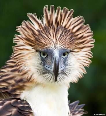 鳥の写真が集まるトピ