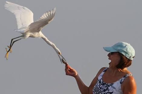 鳥の写真が集まるトピ