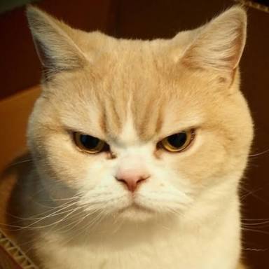 ガルちゃんで画像(サイト)を貼り付ける方法&練習Part8