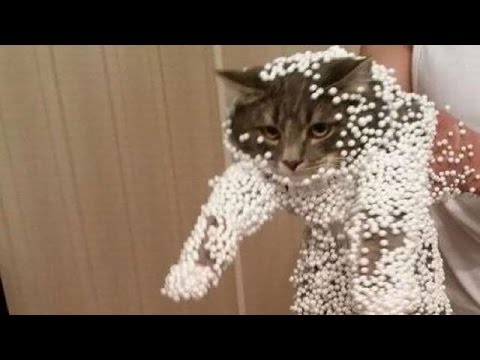 【猫のおもしろハプニング】どうしてこうなったの？ - YouTube