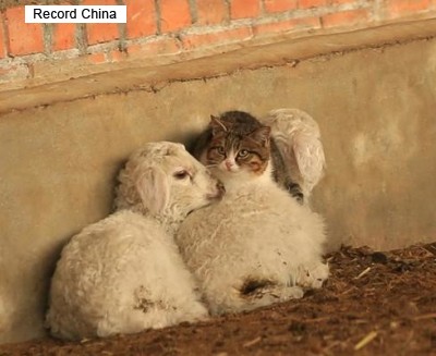 2匹のヒツジの間で暖をとる猫が可愛い 氷点下35度の中国で - ライブドアニュース