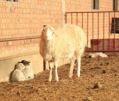 2匹のヒツジの間で暖をとる猫が可愛い 氷点下35度の中国で