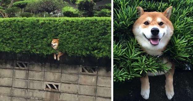 日向ぼっこしてる動物の画像