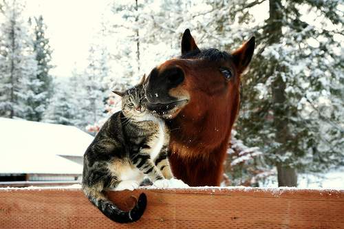 甘えている動物の写真をください