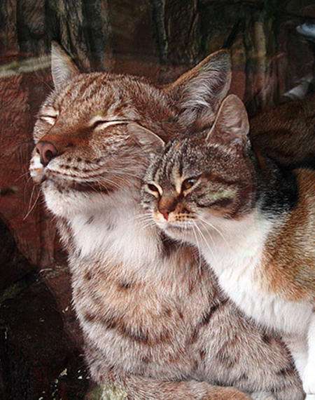 甘えている動物の写真をください