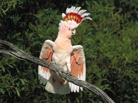 鳥の写真が集まるトピ