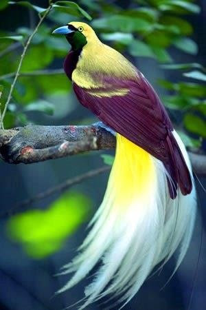 鳥の写真が集まるトピ