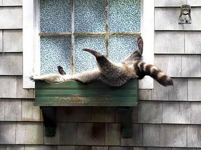 日向ぼっこしてる動物の画像