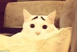 情けない顔の画像を貼るトピ