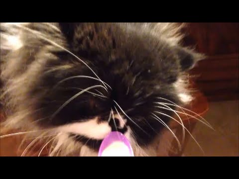 アイス食べて頭キーン！な猫　　アイス食べて頭キーン！な猫 - YouTube