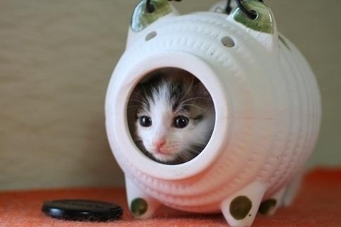《画像》笑える動物の写真