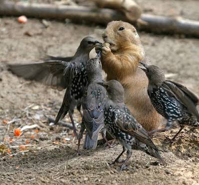 鳥の写真が集まるトピ
