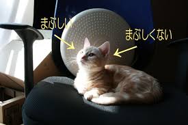 眩しい画像をはるトピ