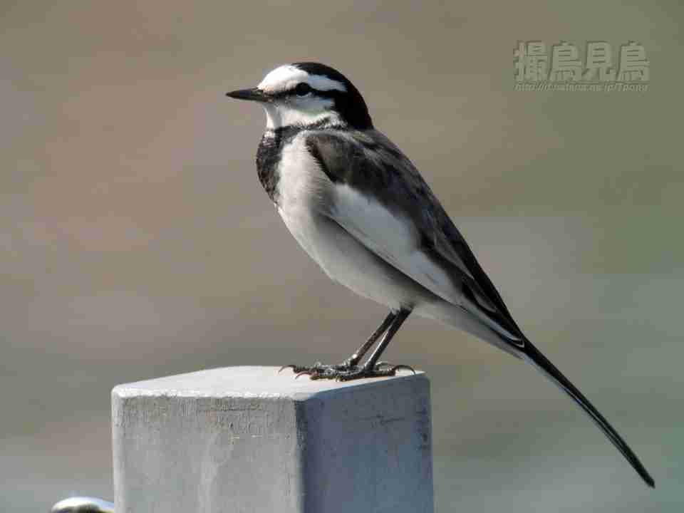 【絵が苦手な人限定】ためしに好きな動物を描いてみるトピ