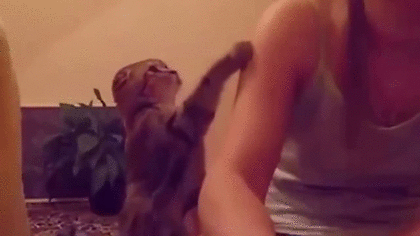 甘えている動物の写真をください