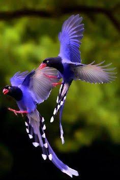 鳥の写真が集まるトピ