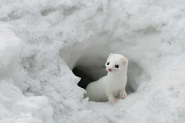 動物の癒し系画像トピ