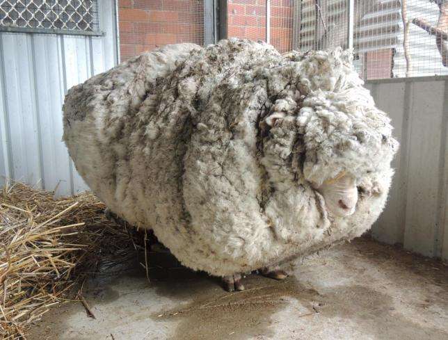 画像の動物になったつもりで何か言ってみるトピ