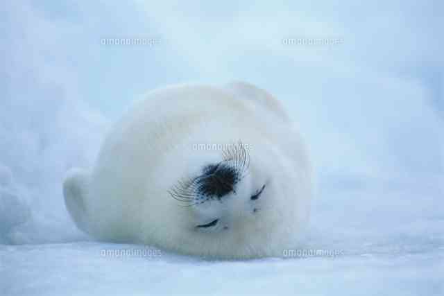 動物界で赤ちゃんが1番かわいいのってなんですかね？？