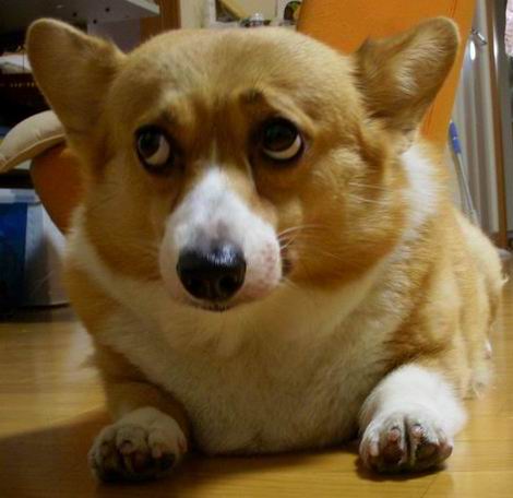 情けない顔の画像を貼るトピ