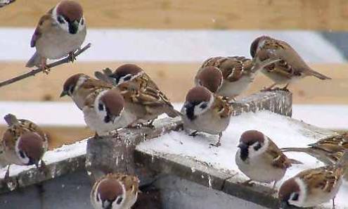 鳥の写真が集まるトピ