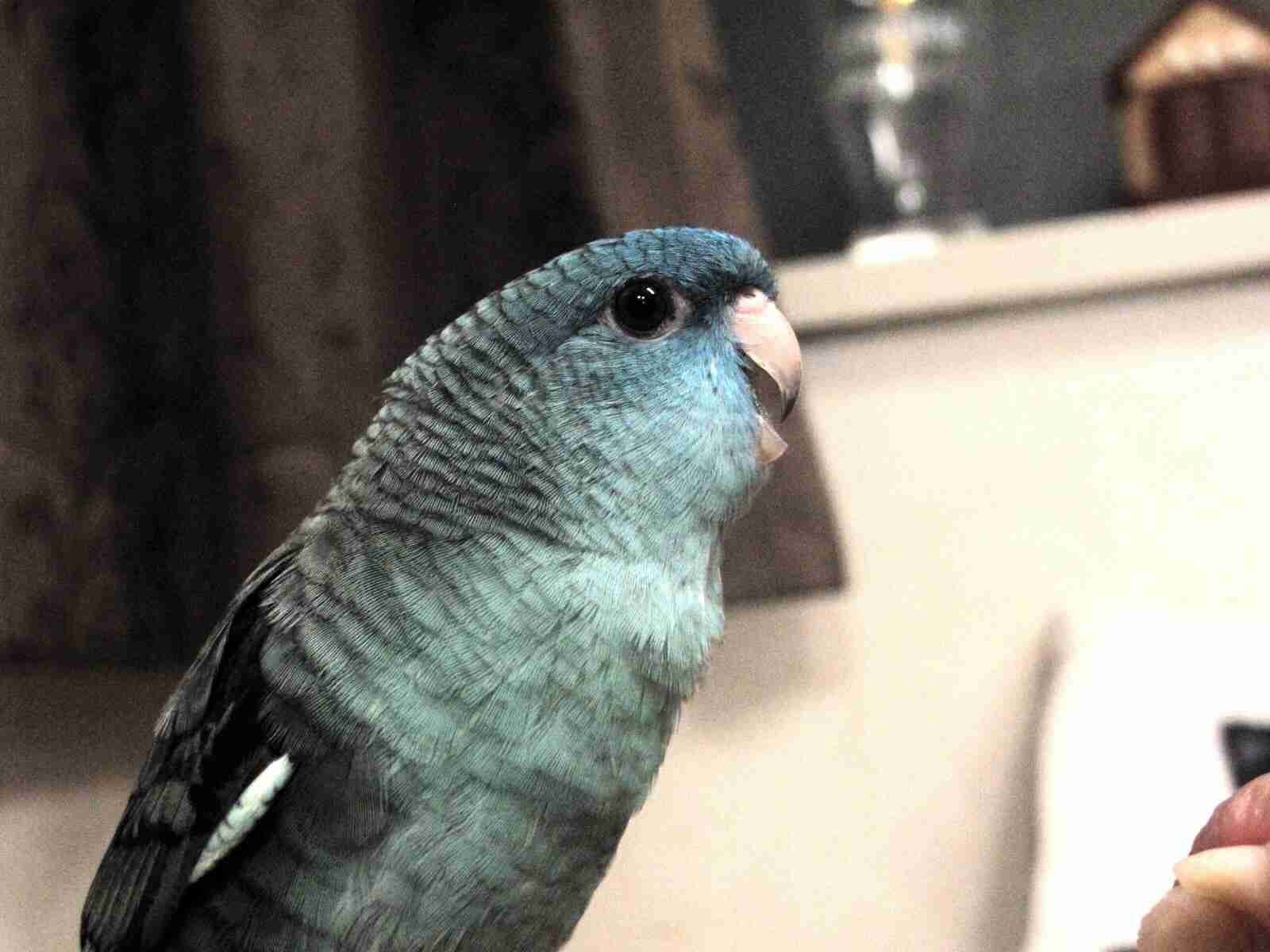 鳥の写真が集まるトピ