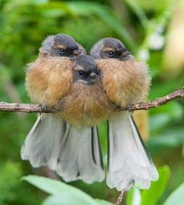 鳥の写真が集まるトピ