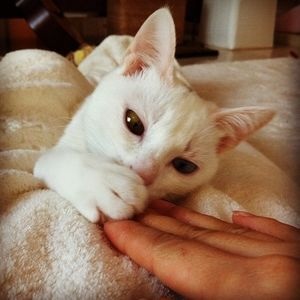 料理上手だった！柴咲コウの女優＆アーティストとは別の顔をインスタでチェック