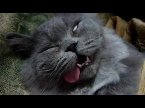 sleepiest cat ever - YouTube