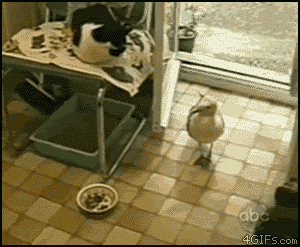 鳥の写真が集まるトピ