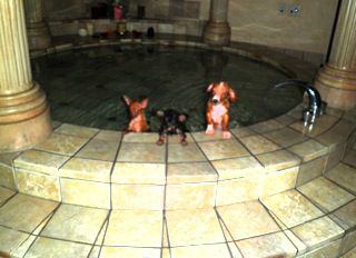 芸能人の自宅公開