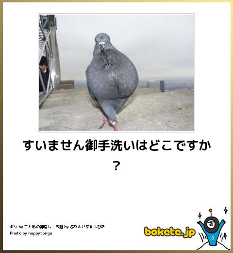鳥の写真が集まるトピ